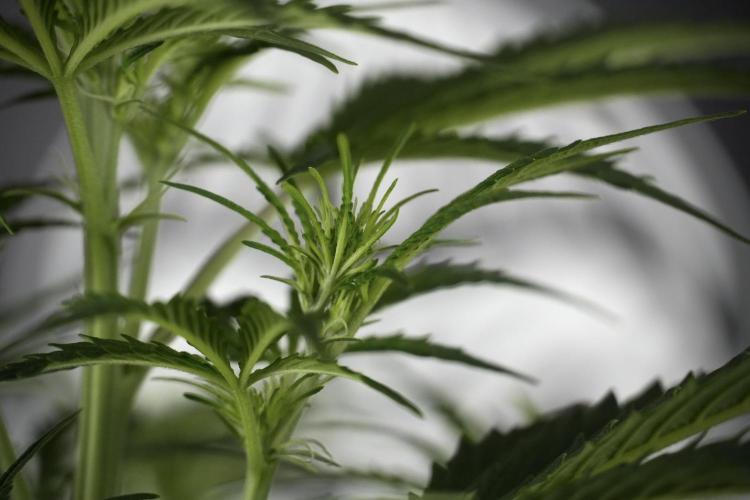 Cosmic Noodles a Zamnesia Dish. Week 7 - Cosmic Noodles before defoliation 