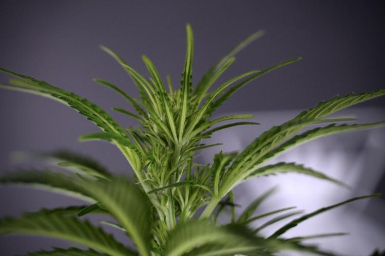 Cosmic Noodles a Zamnesia Dish. Week 7 - Cosmic Noodles before defoliation 