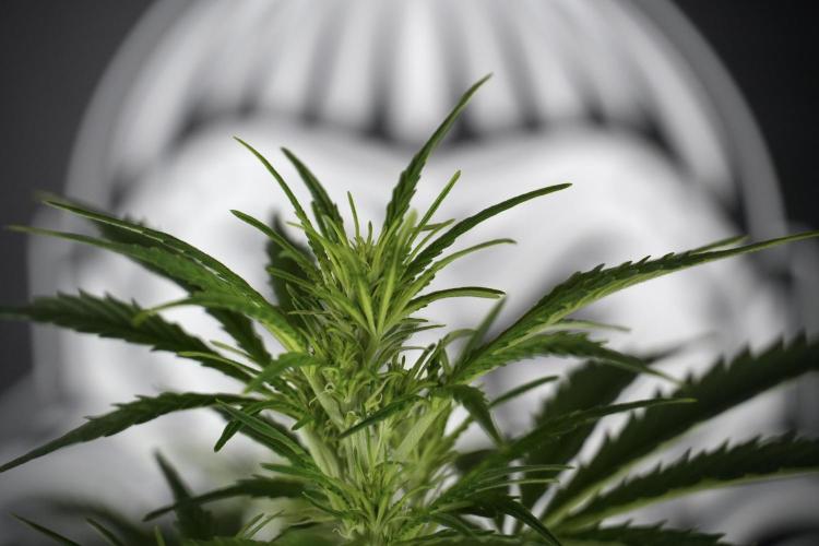 Cosmic Noodles a Zamnesia Dish. Week 7 - Cosmic Noodles before defoliation 