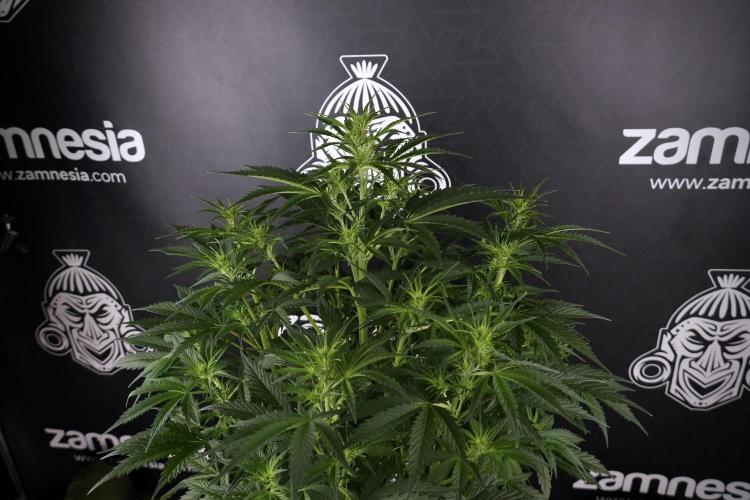 Cosmic Noodles a Zamnesia Dish. Week 7 - Cosmic Noodles before defoliation 