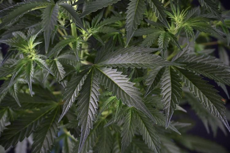 Cosmic Noodles a Zamnesia Dish. Week 7 - Cosmic Noodles before defoliation 