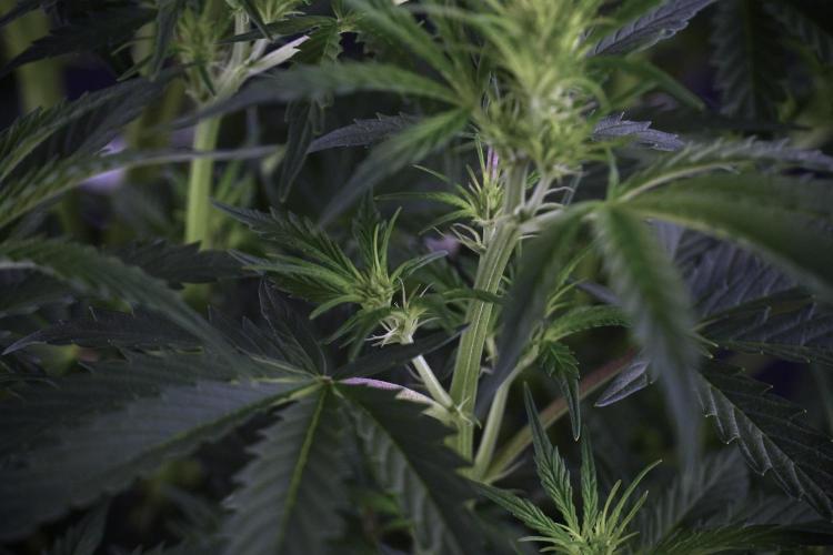 Cosmic Noodles a Zamnesia Dish. Week 7 - Cosmic Noodles before defoliation 