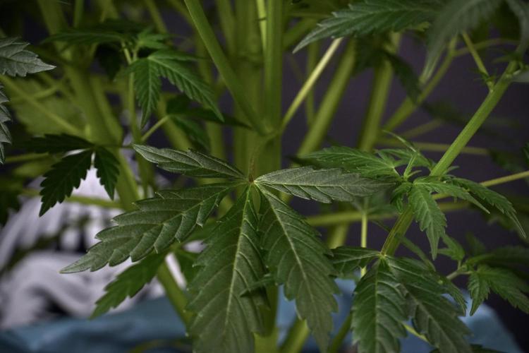 Cosmic Noodles a Zamnesia Dish. Week 7 - Cosmic Noodles before defoliation 