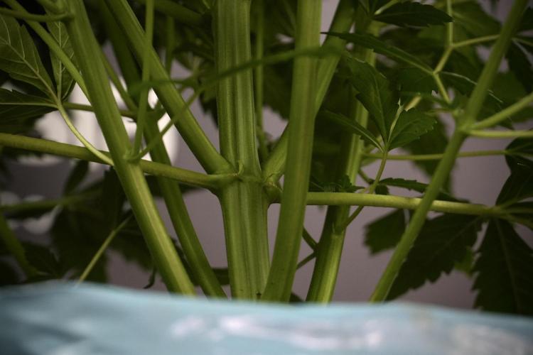 Cosmic Noodles a Zamnesia Dish. Week 7 - Cosmic Noodles before defoliation 