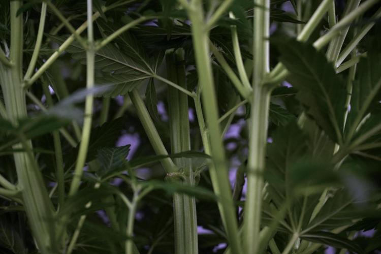 Cosmic Noodles a Zamnesia Dish. Week 7 - Cosmic Noodles before defoliation 