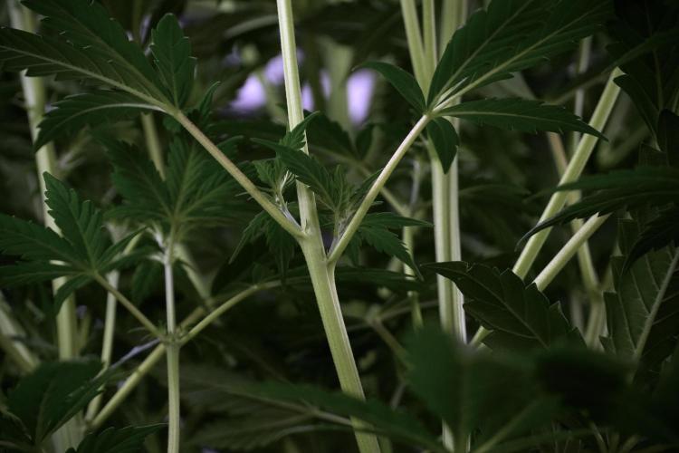 Cosmic Noodles a Zamnesia Dish. Week 7 - Cosmic Noodles before defoliation 