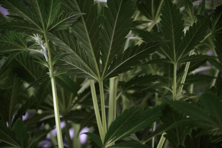 Cosmic Noodles a Zamnesia Dish. Week 7 - Cosmic Noodles before defoliation 