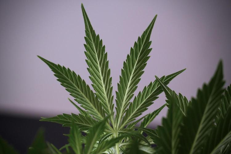 Cosmic Noodles a Zamnesia Dish. Week 7 - Cosmic Noodles before defoliation 