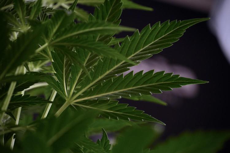 Cosmic Noodles a Zamnesia Dish. Week 7 - Cosmic Noodles before defoliation 