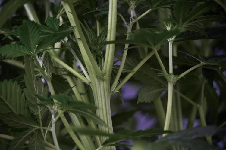 Cosmic Noodles a Zamnesia Dish. Week 7 - Cosmic Noodles before defoliation 