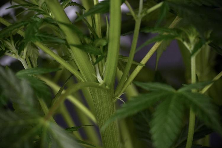 Cosmic Noodles a Zamnesia Dish. Week 7 - Cosmic Noodles before defoliation 