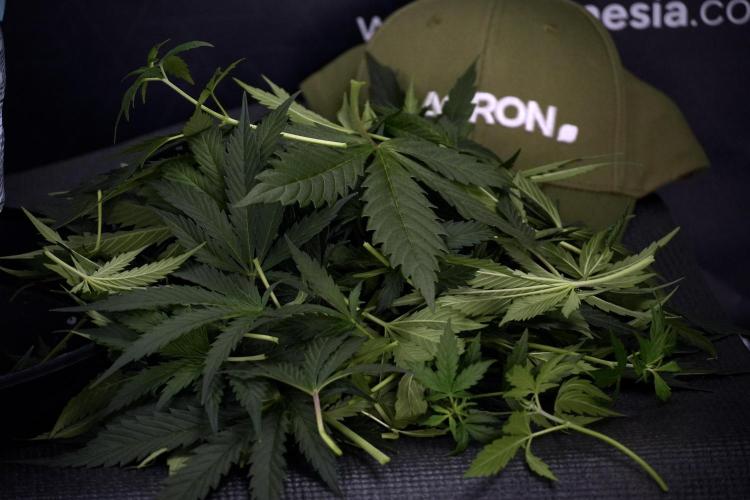 Cosmic Noodles a Zamnesia Dish. Week 7 - Cosmic Noodles after defoliation 