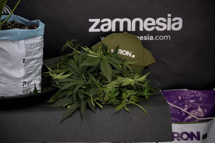 Cosmic Noodles a Zamnesia Dish. Week 7 - Cosmic Noodles after defoliation 