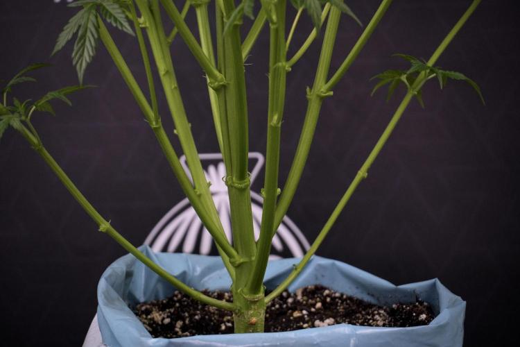 Cosmic Noodles a Zamnesia Dish. Week 7 - Cosmic Noodles after defoliation 