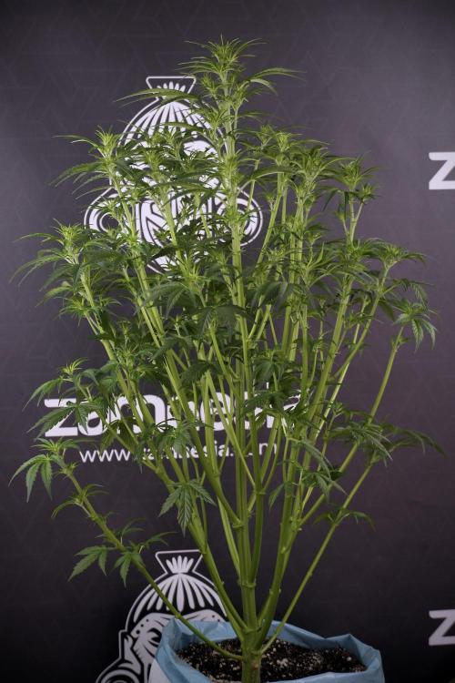 Cosmic Noodles a Zamnesia Dish. Week 7 - Cosmic Noodles after defoliation 