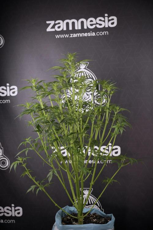 Cosmic Noodles a Zamnesia Dish. Week 7 - Cosmic Noodles after defoliation 