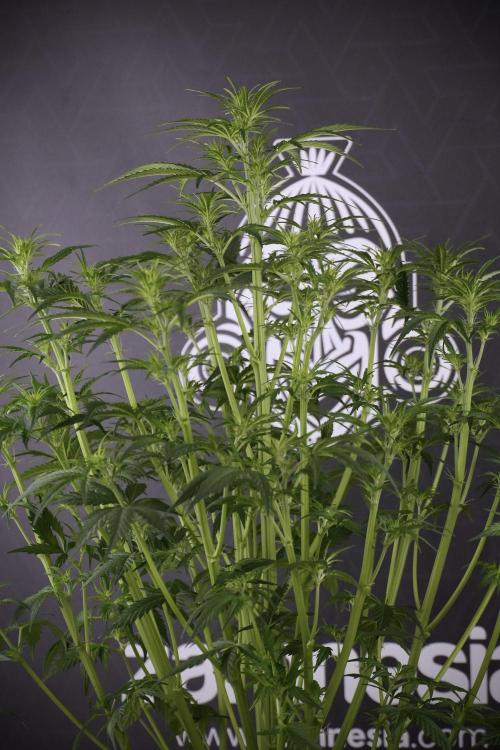 Cosmic Noodles a Zamnesia Dish. Week 7 - Cosmic Noodles after defoliation 