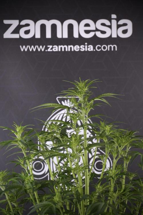 Cosmic Noodles a Zamnesia Dish. Week 7 - Cosmic Noodles after defoliation 