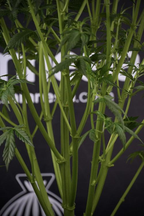 Cosmic Noodles a Zamnesia Dish. Week 7 - Cosmic Noodles after defoliation 