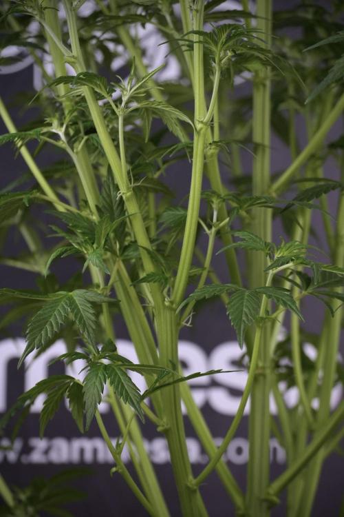 Cosmic Noodles a Zamnesia Dish. Week 7 - Cosmic Noodles after defoliation 