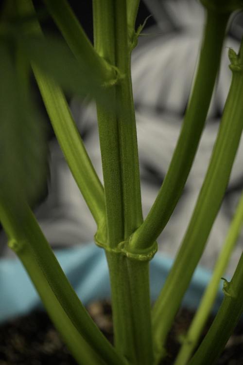 Cosmic Noodles a Zamnesia Dish. Week 7 - Cosmic Noodles after defoliation 