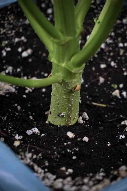Cosmic Noodles a Zamnesia Dish. Week 7 - Cosmic Noodles after defoliation 
