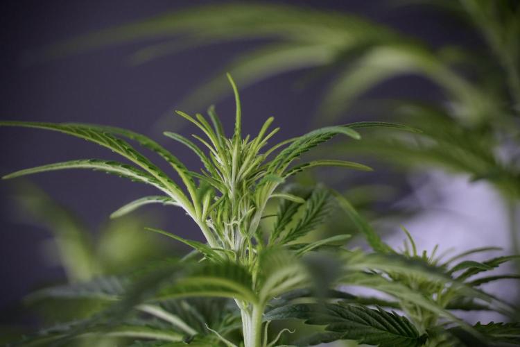 Cosmic Noodles a Zamnesia Dish. Week 7 - Cosmic Noodles after defoliation 