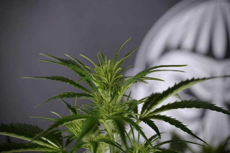 Cosmic Noodles a Zamnesia Dish. Week 7 - Cosmic Noodles after defoliation 