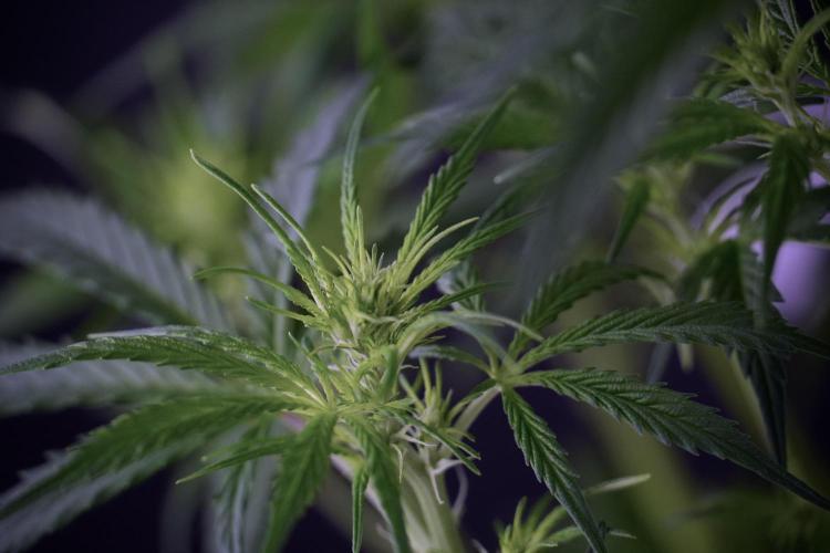 Cosmic Noodles a Zamnesia Dish. Week 7 - Cosmic Noodles after defoliation 