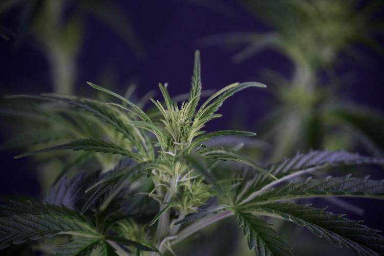 Cosmic Noodles a Zamnesia Dish. Week 7 - Cosmic Noodles after defoliation 