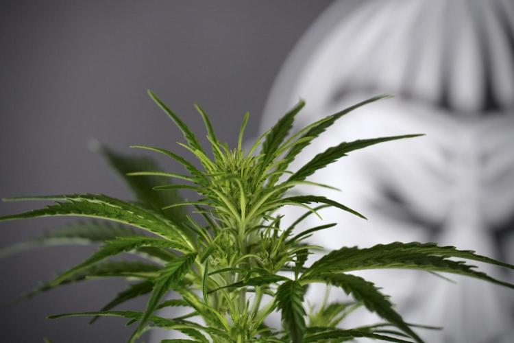 Cosmic Noodles a Zamnesia Dish. Week 7 - Cosmic Noodles after defoliation 