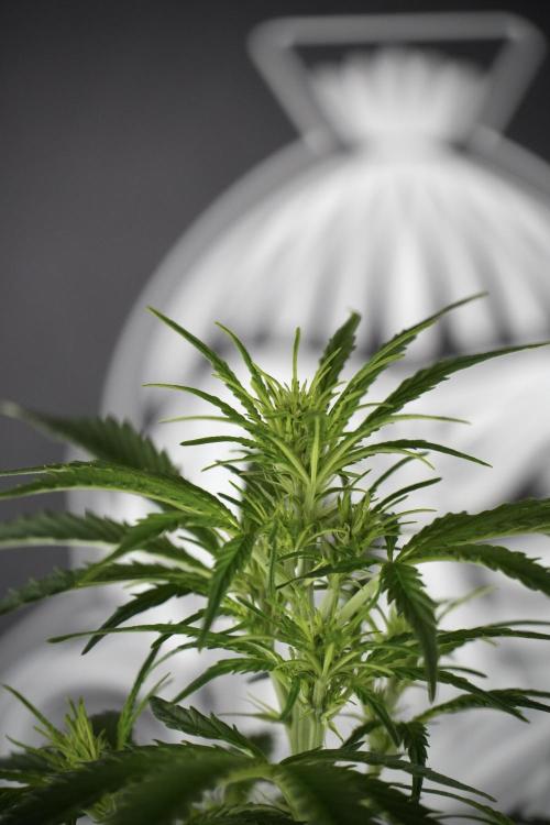 Cosmic Noodles a Zamnesia Dish. Week 7 - Cosmic Noodles after defoliation 