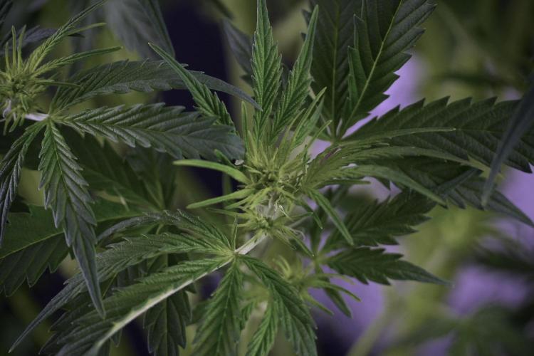 Cosmic Noodles a Zamnesia Dish. Week 7 - Cosmic Noodles after defoliation 