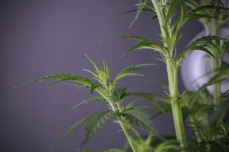 Cosmic Noodles a Zamnesia Dish. Week 7 - Cosmic Noodles after defoliation 