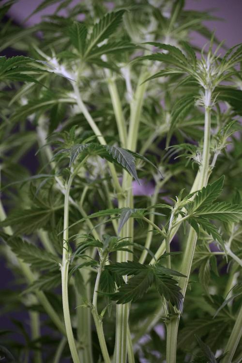 Cosmic Noodles a Zamnesia Dish. Week 7 - Cosmic Noodles after defoliation 