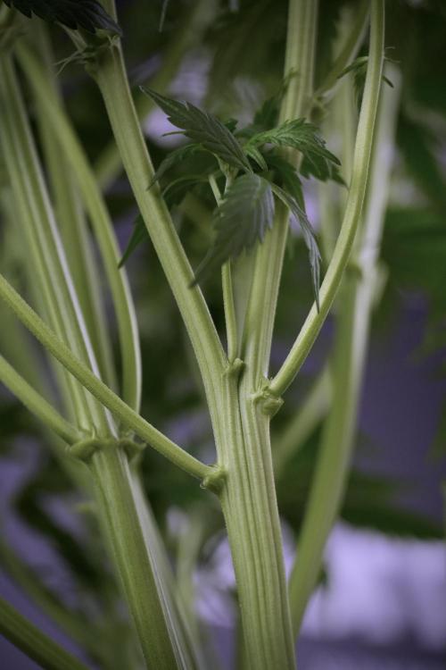 Cosmic Noodles a Zamnesia Dish. Week 7 - Cosmic Noodles after defoliation 