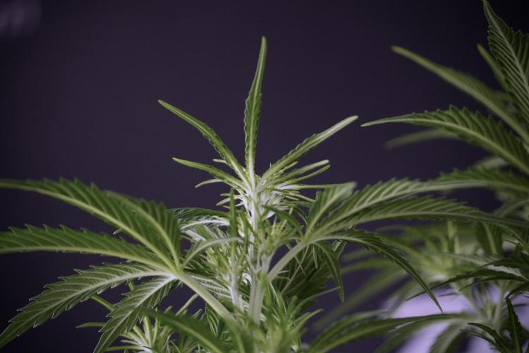 Cosmic Noodles a Zamnesia Dish. Week 7 - Cosmic Noodles after defoliation 