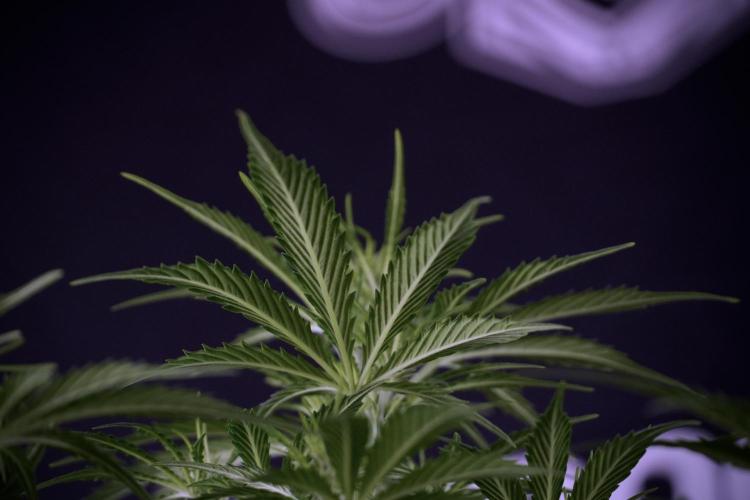 Cosmic Noodles a Zamnesia Dish. Week 7 - Cosmic Noodles after defoliation 