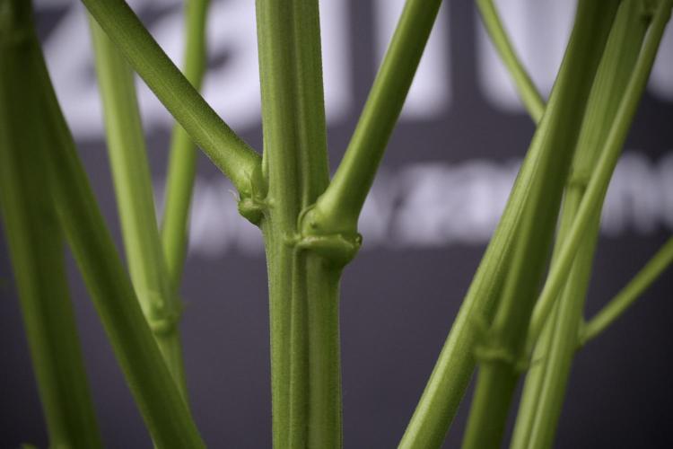 Cosmic Noodles a Zamnesia Dish. Week 7 - Cosmic Noodles after defoliation 
