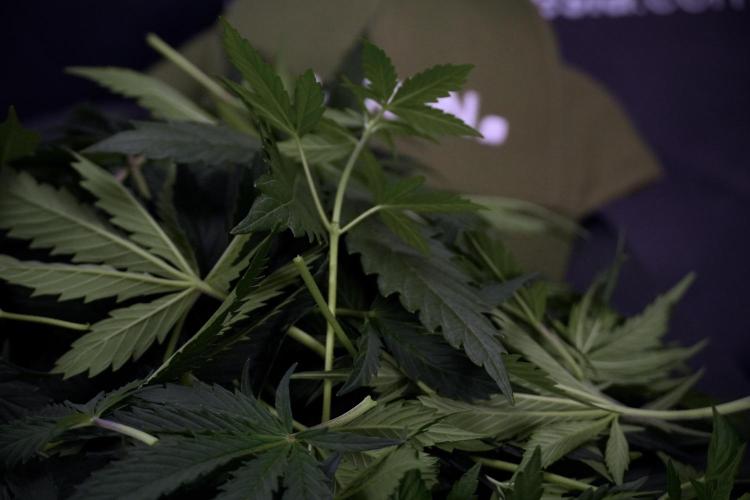 Cosmic Noodles a Zamnesia Dish. Week 7 - Cosmic Noodles after defoliation 