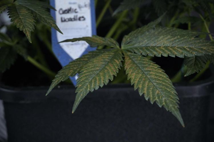 Cosmic Noodles a Zamnesia Dish. Week 7 - Different Cosmic Noodles before  defoliation 