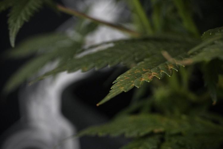 Cosmic Noodles a Zamnesia Dish. Week 7 - Different Cosmic Noodles before  defoliation 