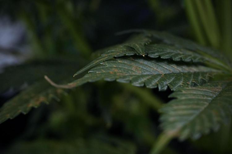 Cosmic Noodles a Zamnesia Dish. Week 7 - Different Cosmic Noodles before  defoliation 