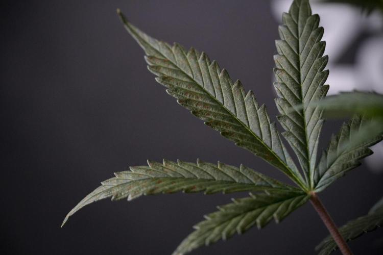 Cosmic Noodles a Zamnesia Dish. Week 7 - Different Cosmic Noodles before  defoliation 