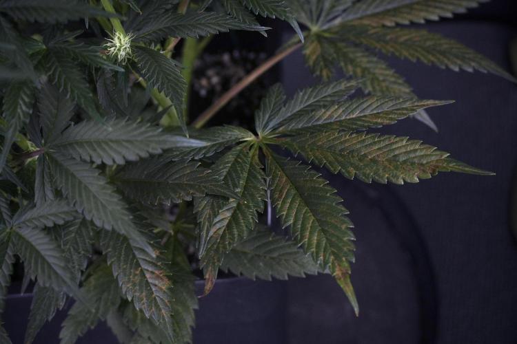 Cosmic Noodles a Zamnesia Dish. Week 7 - Different Cosmic Noodles before  defoliation 