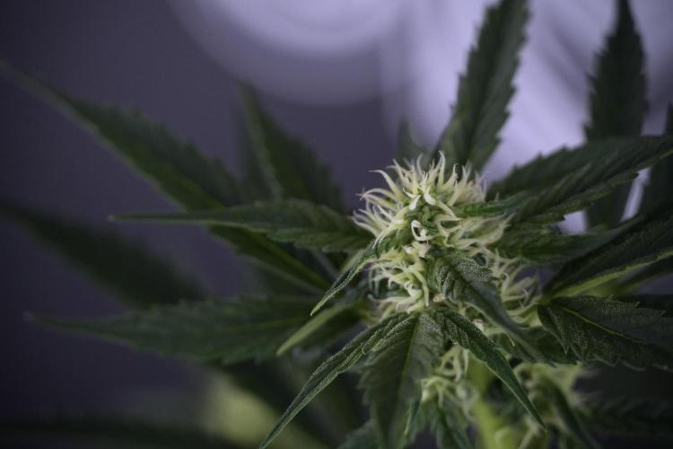 Cosmic Noodles a Zamnesia Dish. Week 7 - Different Cosmic Noodles before  defoliation 