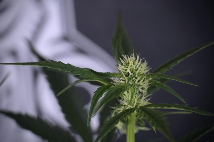 Cosmic Noodles a Zamnesia Dish. Week 7 - Different Cosmic Noodles before  defoliation 