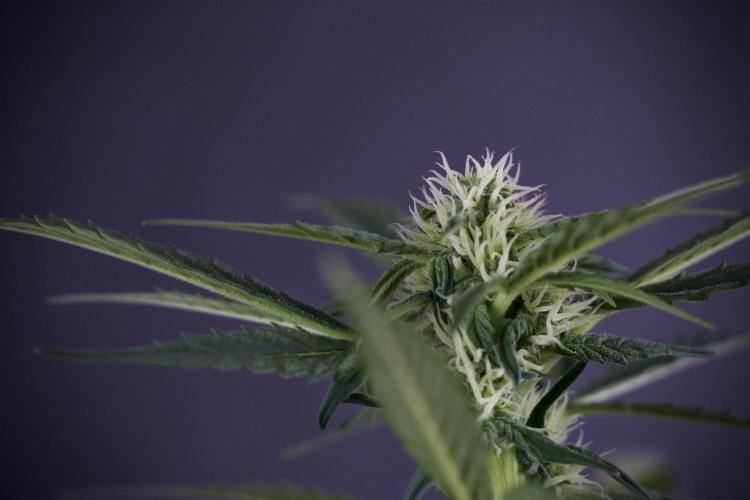 Cosmic Noodles a Zamnesia Dish. Week 7 - Different Cosmic Noodles before  defoliation 