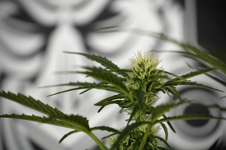 Cosmic Noodles a Zamnesia Dish. Week 7 - Different Cosmic Noodles before  defoliation 