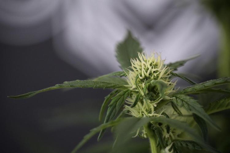 Cosmic Noodles a Zamnesia Dish. Week 7 - Different Cosmic Noodles before  defoliation 